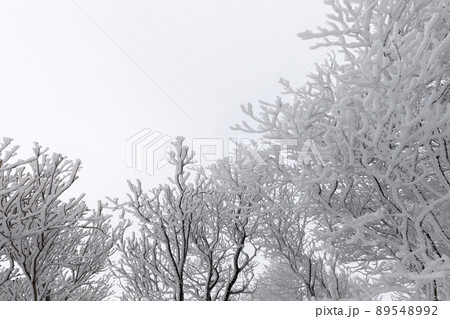 雪の御在所岳 雪の御在所岳 89548992