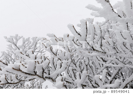 雪の御在所岳 89549041