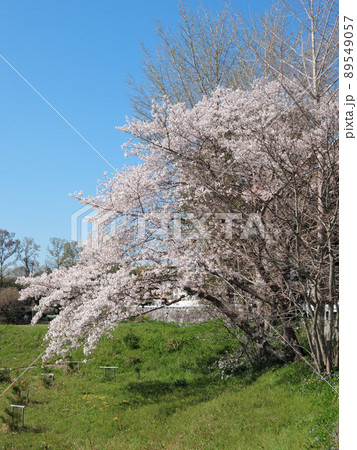 神功皇后陵（五社神古墳）の桜の木 89549057