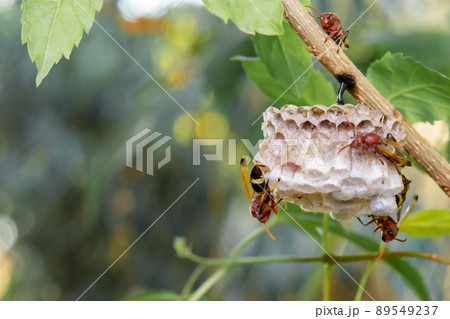 Close up wasps in a nest on branch 89549237