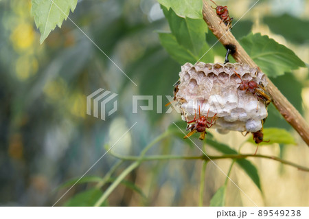 Close up wasps in a nest on branch Close up wasps in a nest on branch 89549238