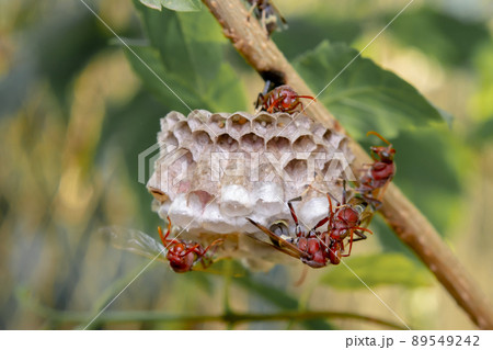 Close up wasps in a nest on branch Close up wasps in a nest on branch 89549242