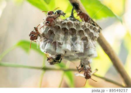 Close up wasps in a nest on branch 89549257