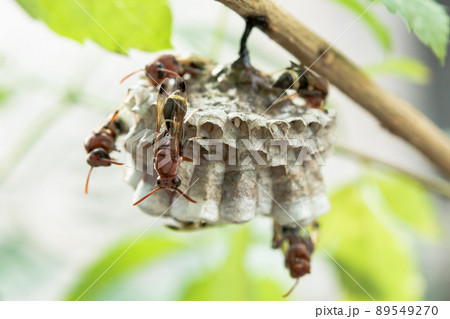 Close up wasps in a nest on branch 89549270