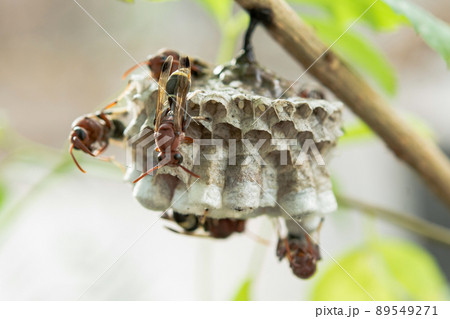 Close up wasps in a nest on branch Close up wasps in a nest on branch 89549271