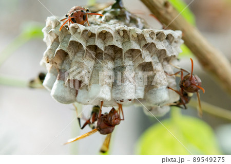 Close up wasps in a nest on branch 89549275