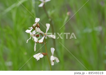 ルッコラ 89549319