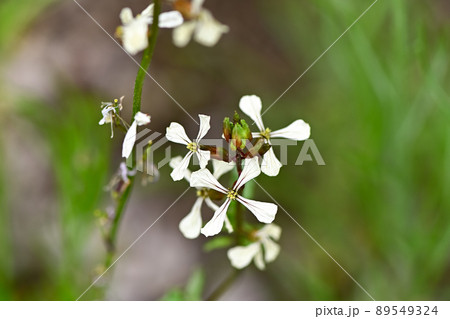 ルッコラ ルッコラ 89549324