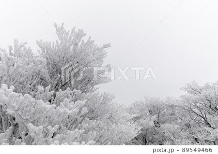 雪の御在所岳 89549466