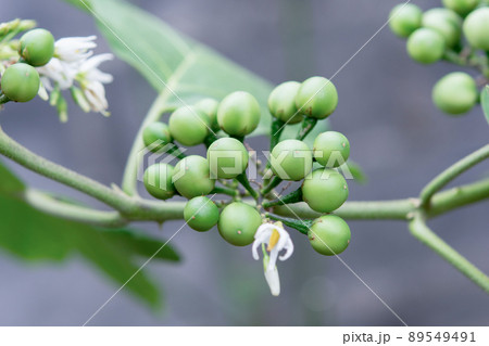 Pea Eggplant, Turkey berry on the branch Pea Eggplant, Turkey berry on the branch 89549491