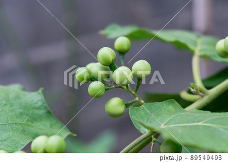 Pea Eggplant, Turkey berry on the branch Pea Eggplant, Turkey berry on the branch 89549493
