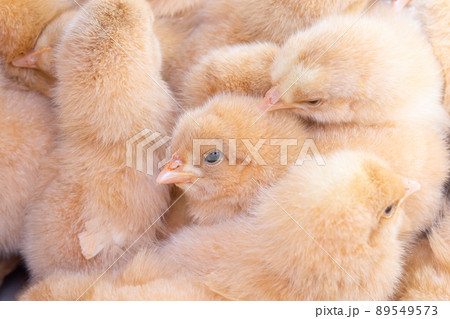 Close up newborn chicken, chicken farm Close up newborn chicken, chicken farm 89549573