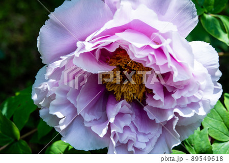 紫の牡丹 グラデーション 一輪 紫の牡丹 グラデーション 一輪 89549618