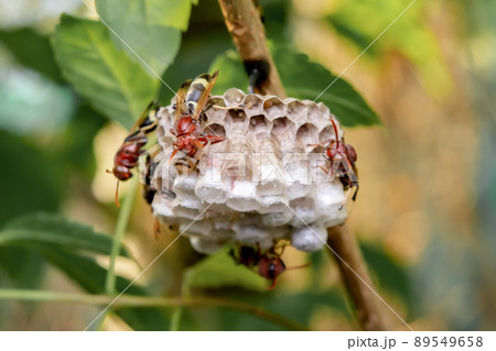 Close up wasps in a nest on branch Close up wasps in a nest on branch 89549658
