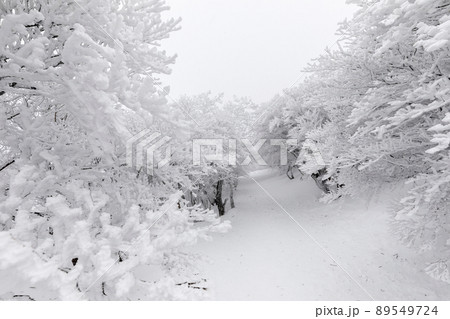 雪の御在所岳 雪の御在所岳 89549724