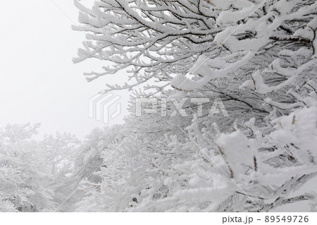 雪の御在所岳 雪の御在所岳 89549726