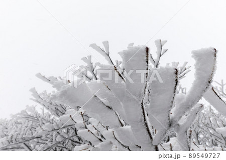 雪の御在所岳 雪の御在所岳 89549727