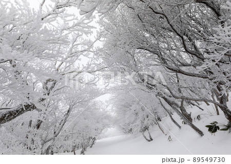 雪の御在所岳 89549730