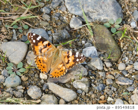 ヒメアカタテハ 89549818