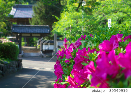 【重伝建地区】【日本遺産】小浜西組　初夏の高成寺参道の風景2　福井県小浜市 89549956