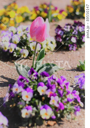 春のお花たち 春のお花たち 89550147