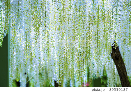 浜名湖ガーデンパークのフジの花 89550187