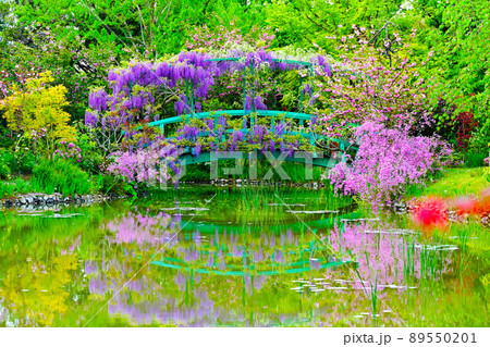 浜名湖ガーデンパークのフジの花 浜名湖ガーデンパークのフジの花 89550201