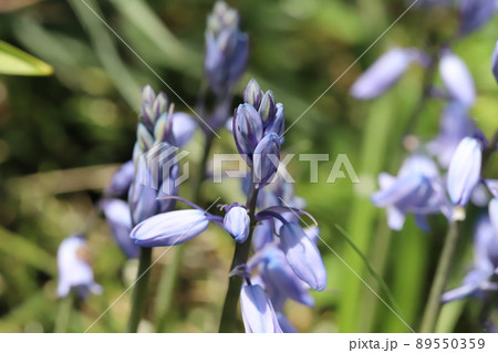 春の日本の庭に咲く青色のブルーベルの花 春の日本の庭に咲く青色のブルーベルの花 89550359