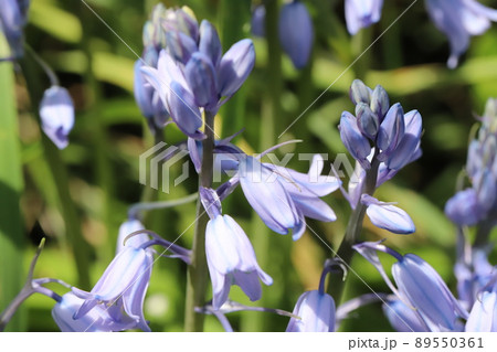 春の日本の庭に咲く青色のブルーベルの花 春の日本の庭に咲く青色のブルーベルの花 89550361