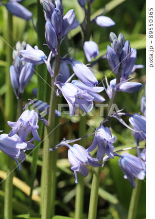 春の日本の庭に咲く青色のブルーベルの花 春の日本の庭に咲く青色のブルーベルの花 89550365