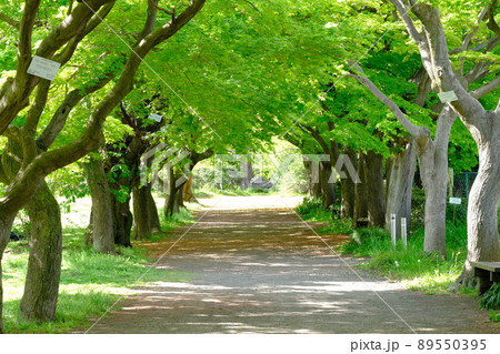 小石川植物園のイロハモミジ並木道 89550395