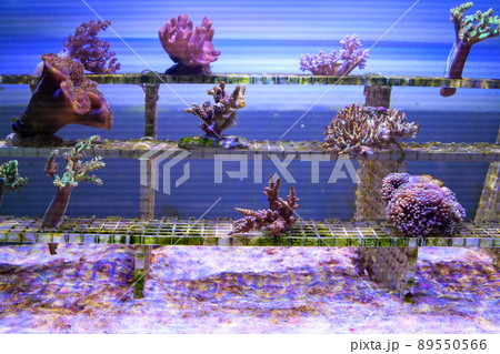 水中 水族館 アクアリウム 89550566