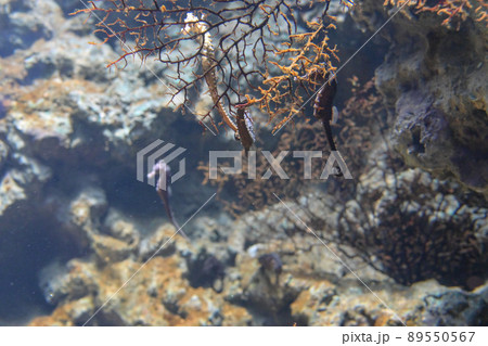 水中 魚 魚類 89550567