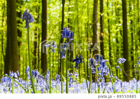 Hallerbos on a sunny spring afternoon 89550885