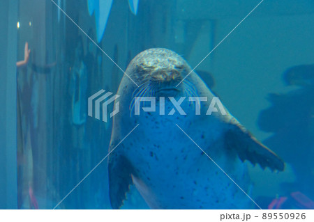 アザラシ はんこ アシカ 89550926