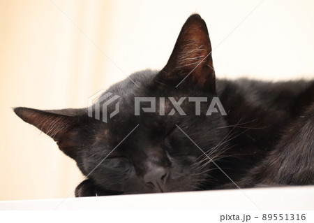熟睡中の黒猫 熟睡中の黒猫 89551316