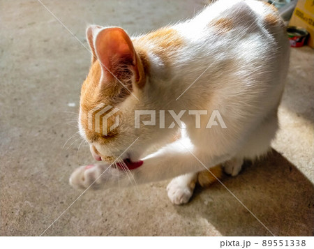 倉庫の中ので遊ぶ猫 倉庫の中ので遊ぶ猫 89551338