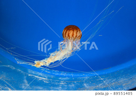 水族館 アクアリウム 水族園 89551405
