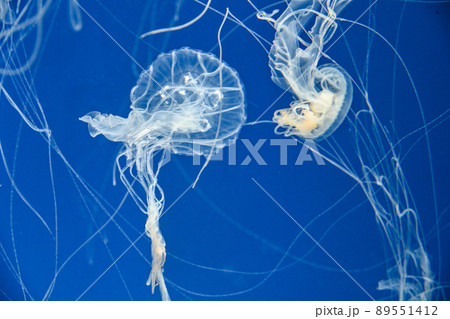 水母 メドゥーサ メデューサ 89551412