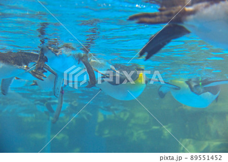 ペンギン ぺんぎん ペンギン 89551452
