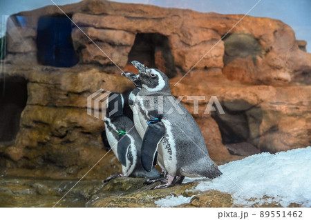 ペンギン ぺんぎん ペンギン 89551462