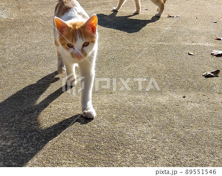 小春日和の猫たち 89551546