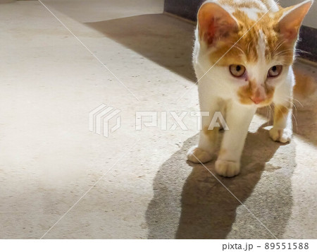 倉庫の中で遊ぶ猫たち 89551588