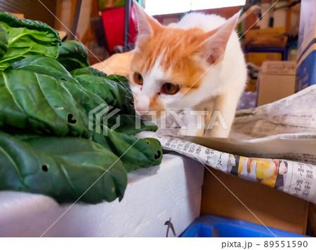 倉庫の中で遊ぶ猫たち 倉庫の中で遊ぶ猫たち 89551590