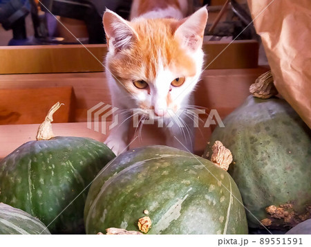 倉庫の中で遊ぶ猫たち 倉庫の中で遊ぶ猫たち 89551591