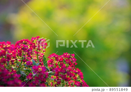 アリッサム 89551849