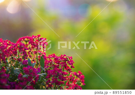 アリッサム 89551850