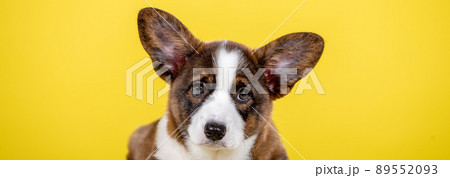 Welsh corgi puppy in studio 89552093