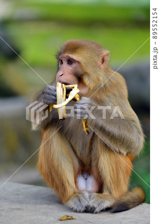 Monkey eating a banana 89552154