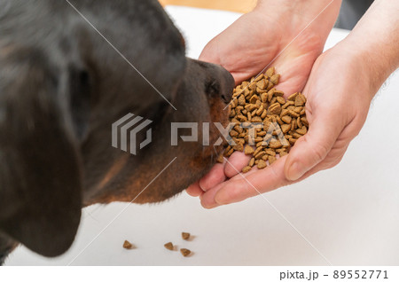 A large black dog sniffs pet food in the open palms of a man's hands. An adult male Rottweiler looks intently at the cat food in the owner's palms. A large black dog sniffs pet food in the open palms of a man's hands. An adult male Rottweiler looks intently at the cat food in the owner's palms. 89552771